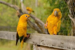 Leia mais sobre o artigo Mais oito ararajubas chegam a Belém para reintrodução no habitat natural dentro do Parque do Utinga