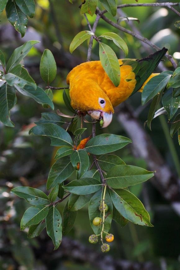 No momento você está vendo Exposição de pássaros amazônicos celebra o Dia Mundial das Aves no Parque do Utinga